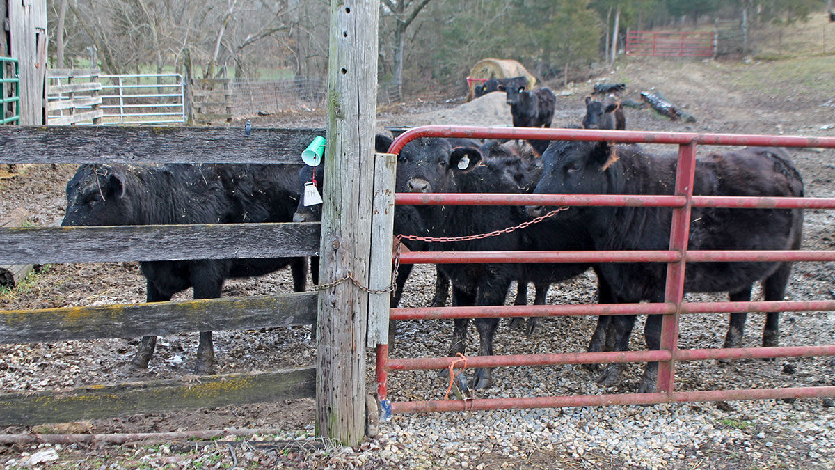 The Huskey cattle